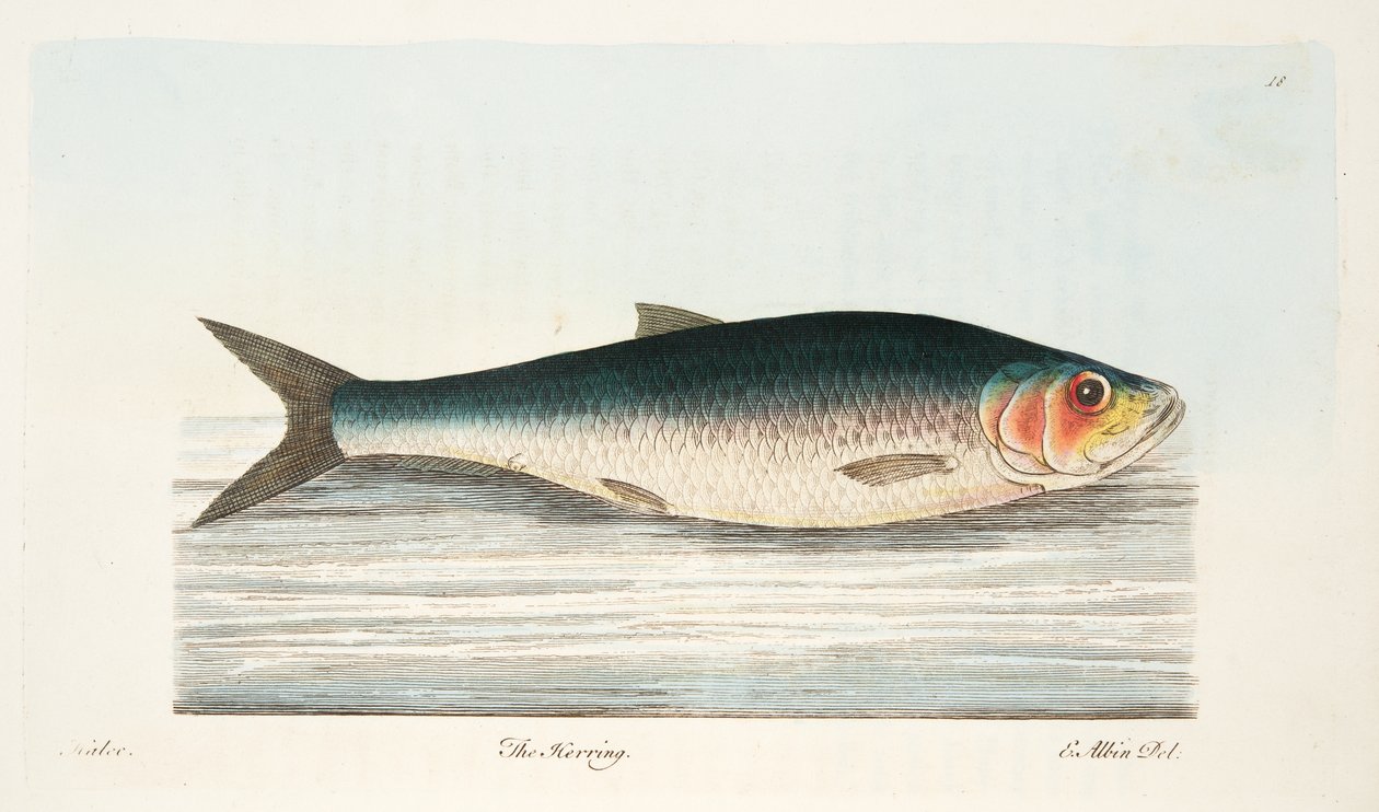 De Haring, uit Een Verhandeling over Vissen en Visvijvers, uitgegeven 1832 door Eleazar Albin