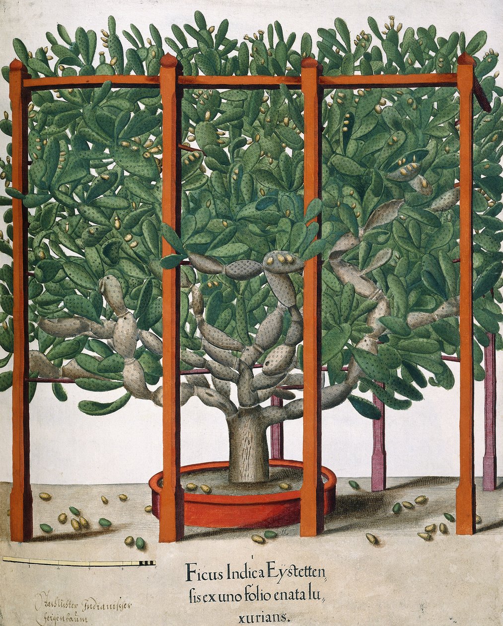 Ficus Indica Eystetten fis ex uno Folio Enata lu Xurians door Elias Gottleib Haussmann