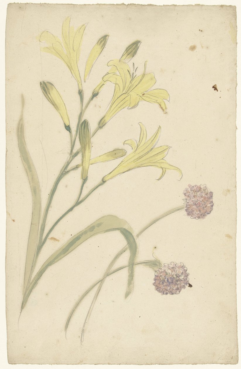 Bloemstudies van een gele lelie en een bloeiende ui door Elias van Nijmegen