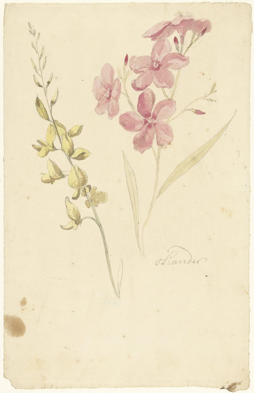 Oleander en brem door Elias van Nijmegen