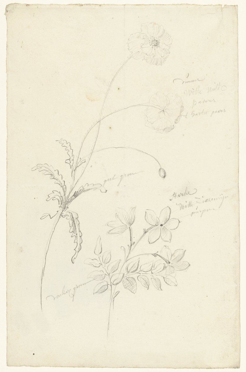 Studies van papaver en jasmijn door Elias van Nijmegen