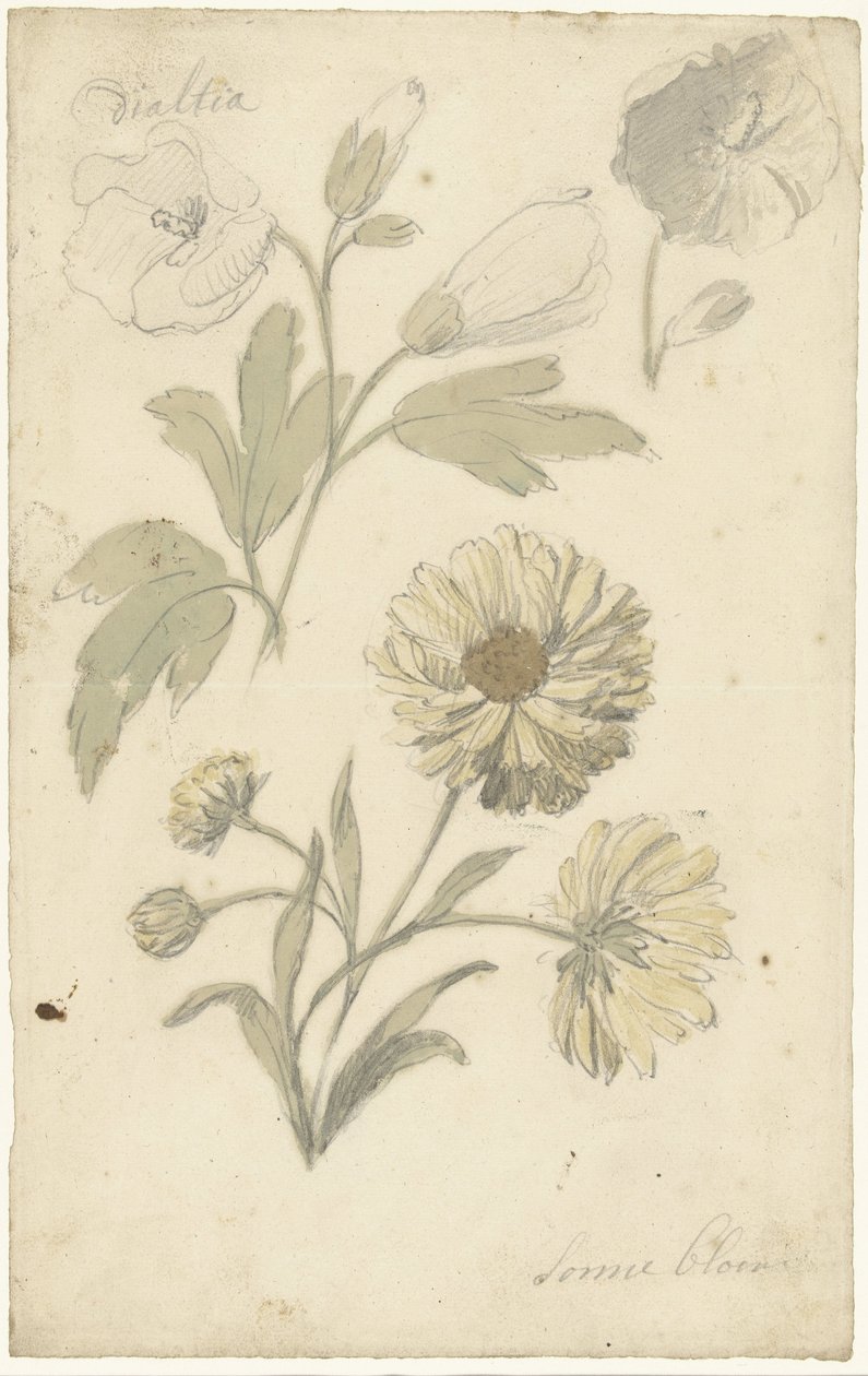 Studies van zonnebloemen en dialtia door Elias van Nijmegen