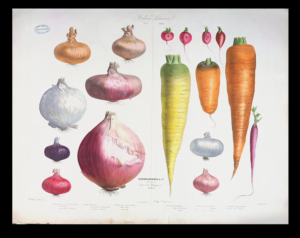 Uien, Radijzen en Wortelen, uit het eerste Album Vilmorin, 1850 door Elisa Champin