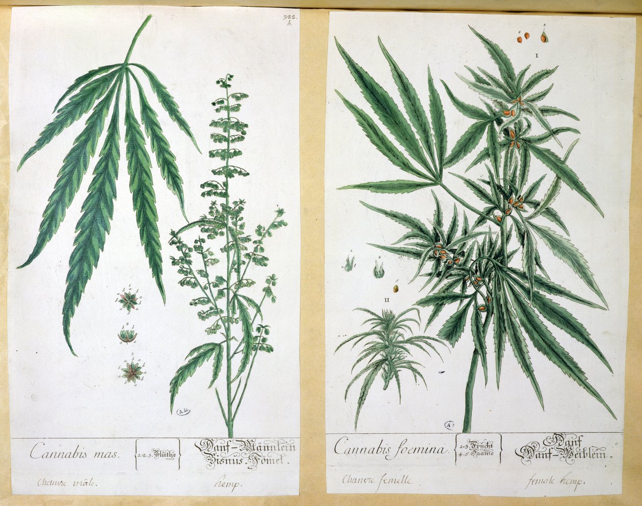 Cannabis mas en Cannabis foemina, uit 