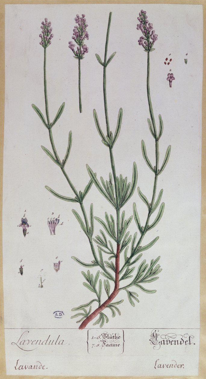 Lavendel, plaat uit 