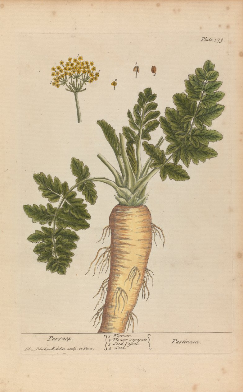 Pastinaak (Pastinaca), Plaat 379 uit 