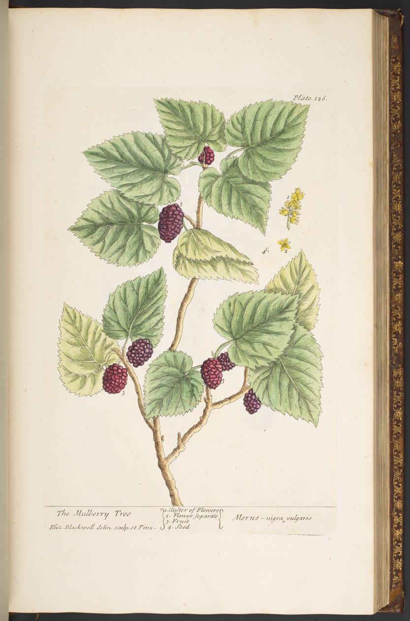 Plate 126, uit 