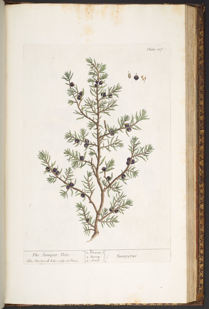 Plaat 187, De Jeneverbesboom, uit 