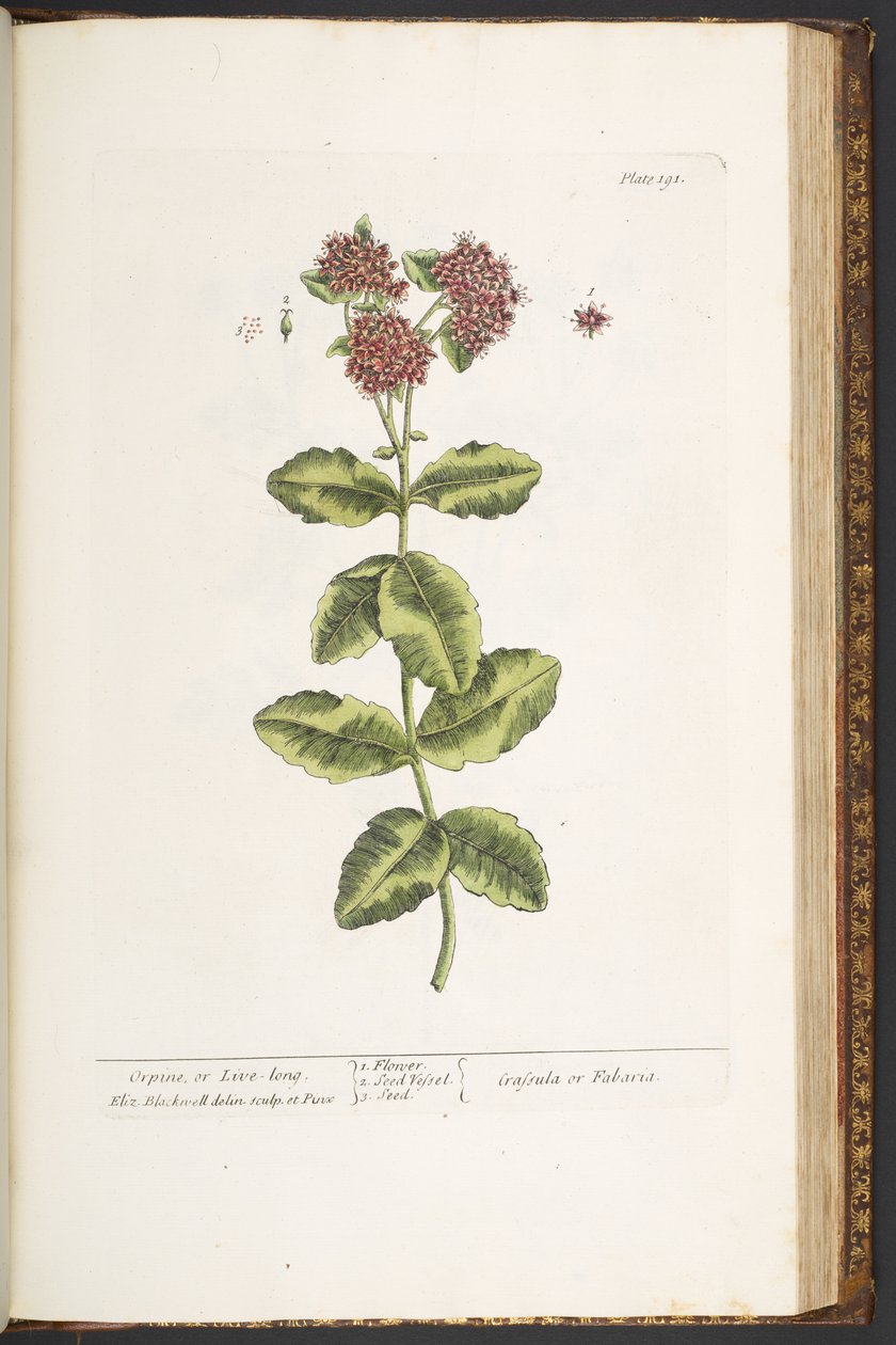 Plaat 191, Orpine, of Live-Long, uit 