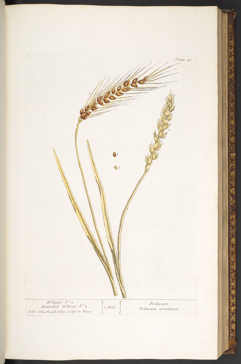 Plate 40, Wheat, en Bearded Wheat, uit 