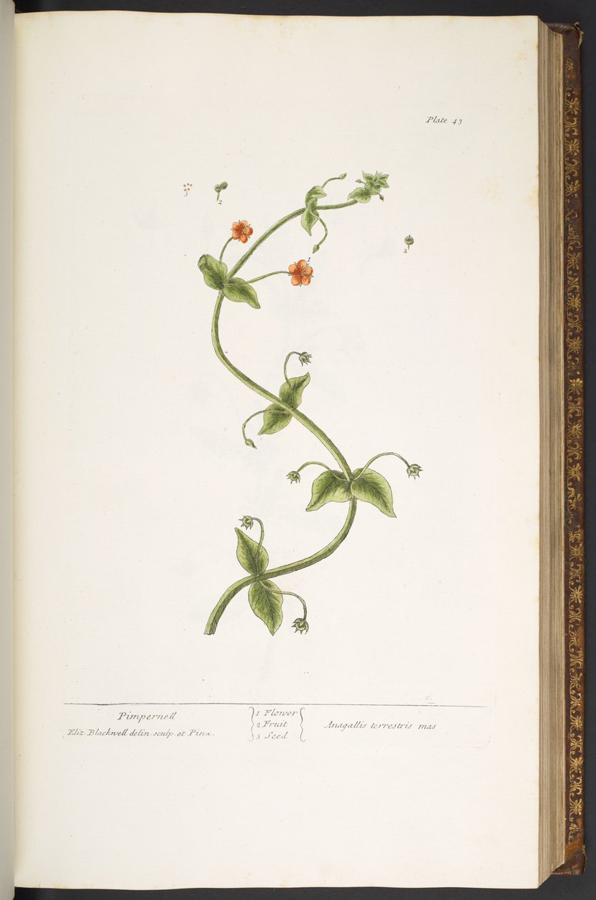 Plate 43, Pimpernell, uit 