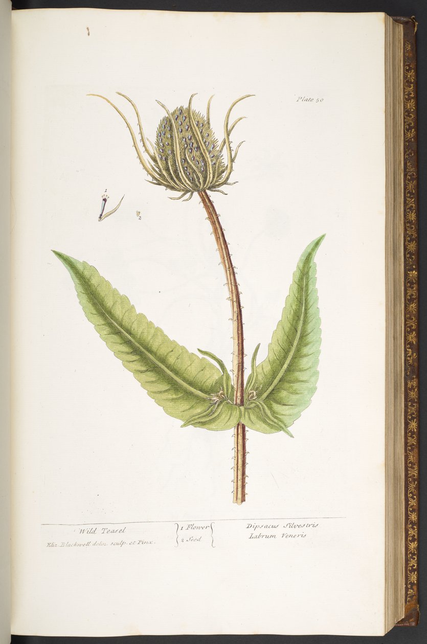 Plate 50, Wild Teasel, uit 