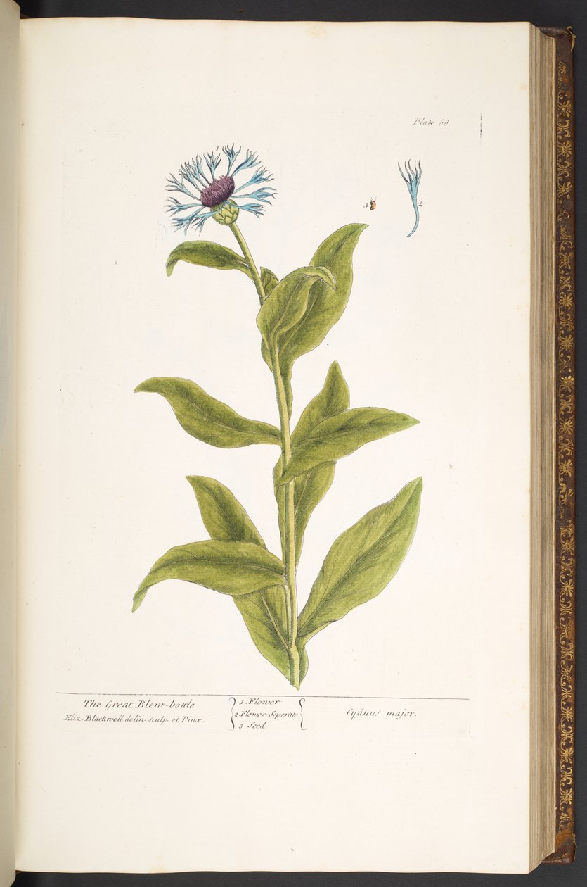 Plate 66, uit 
