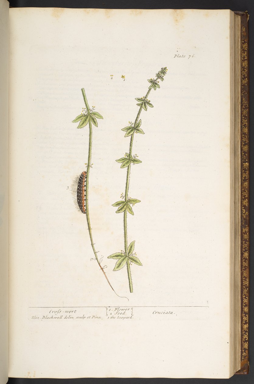 Plate 76, Cross Wort, uit 
