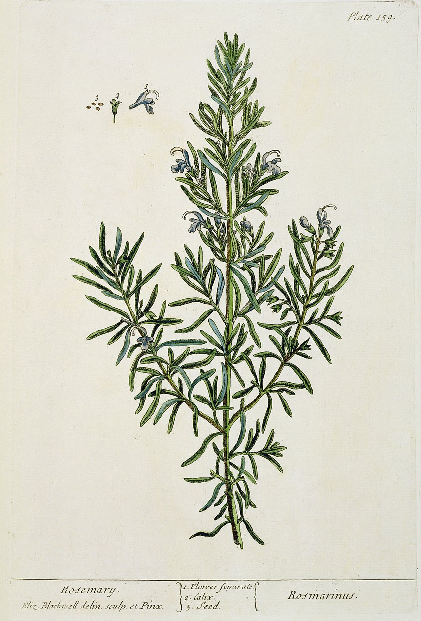 Rosmarinus Officinalis, uit 