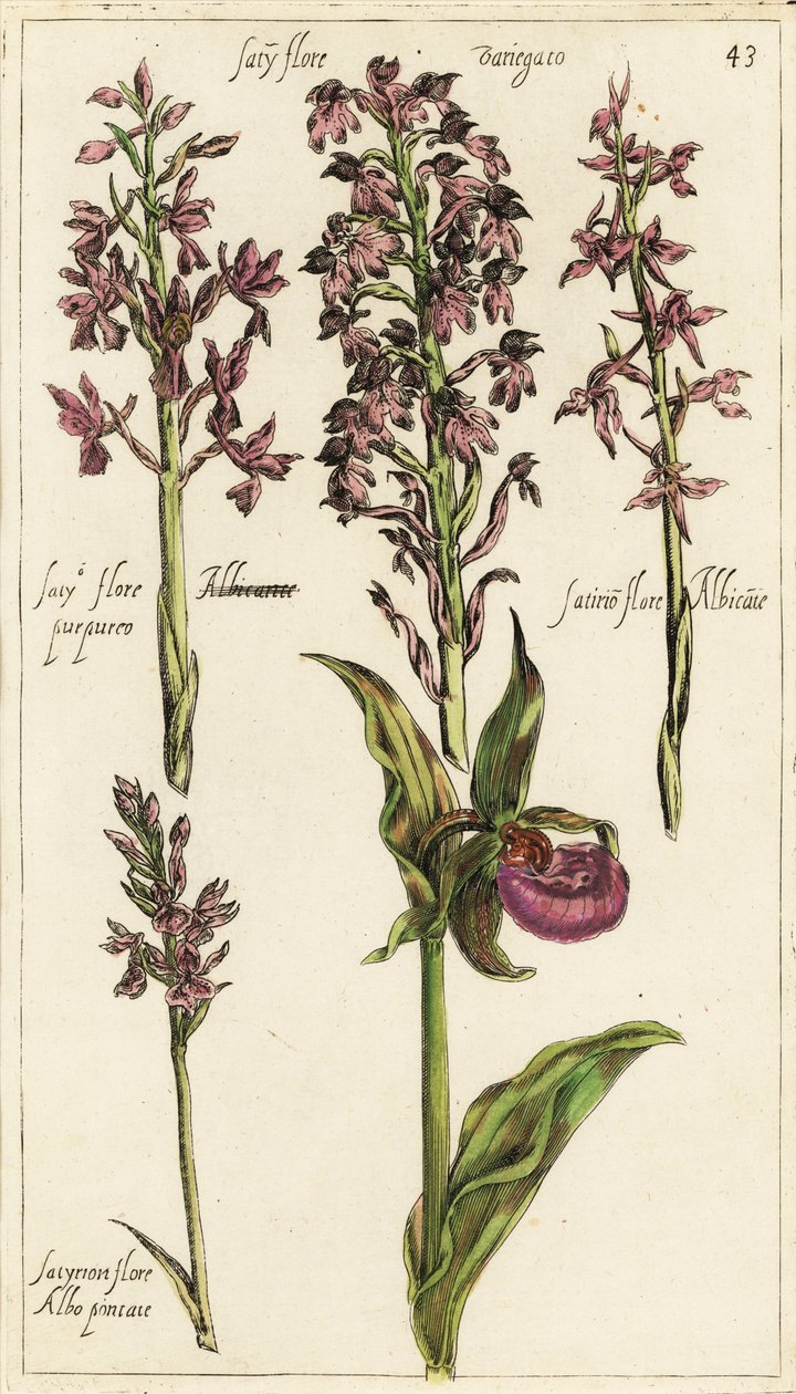 Verschillende soorten Europese orchideeën, vrouwenschoenorchidee, Cypripedium calceolus door Emanuel Sweert
