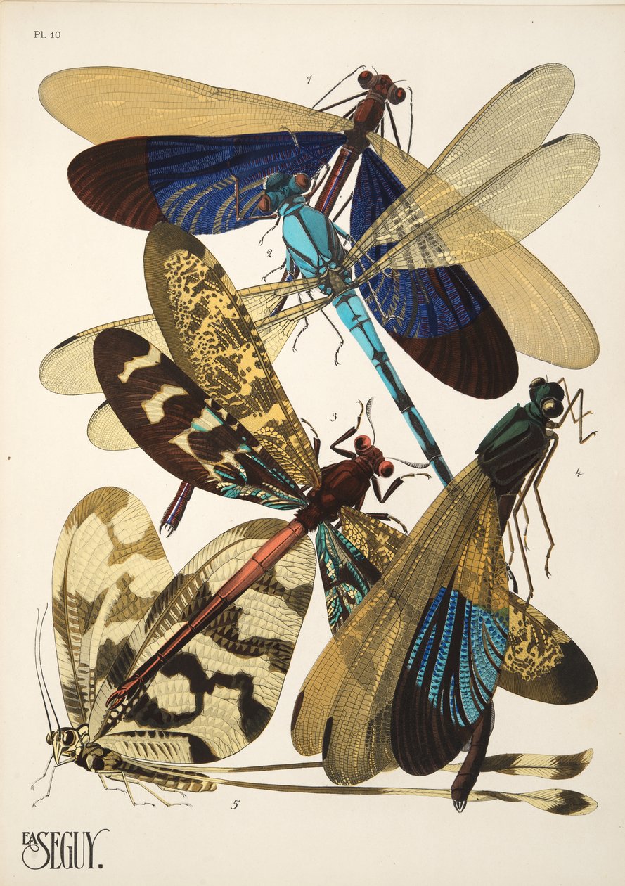 Plaat 10 uit Insectes, uitgegeven in de jaren 1930 door Émile Allain Séguy