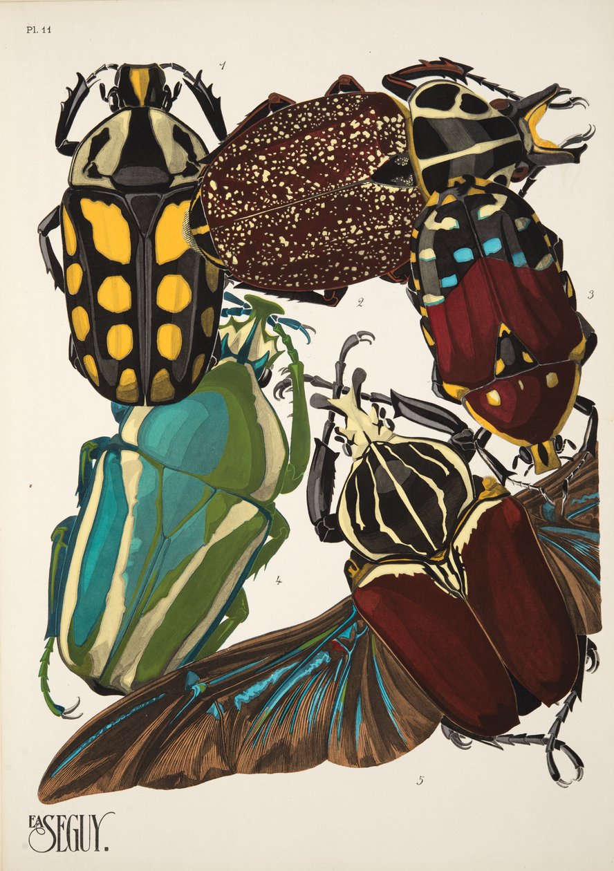 Plaat 11 uit Insectes, uitgegeven in de jaren 1930 door Émile Allain Séguy