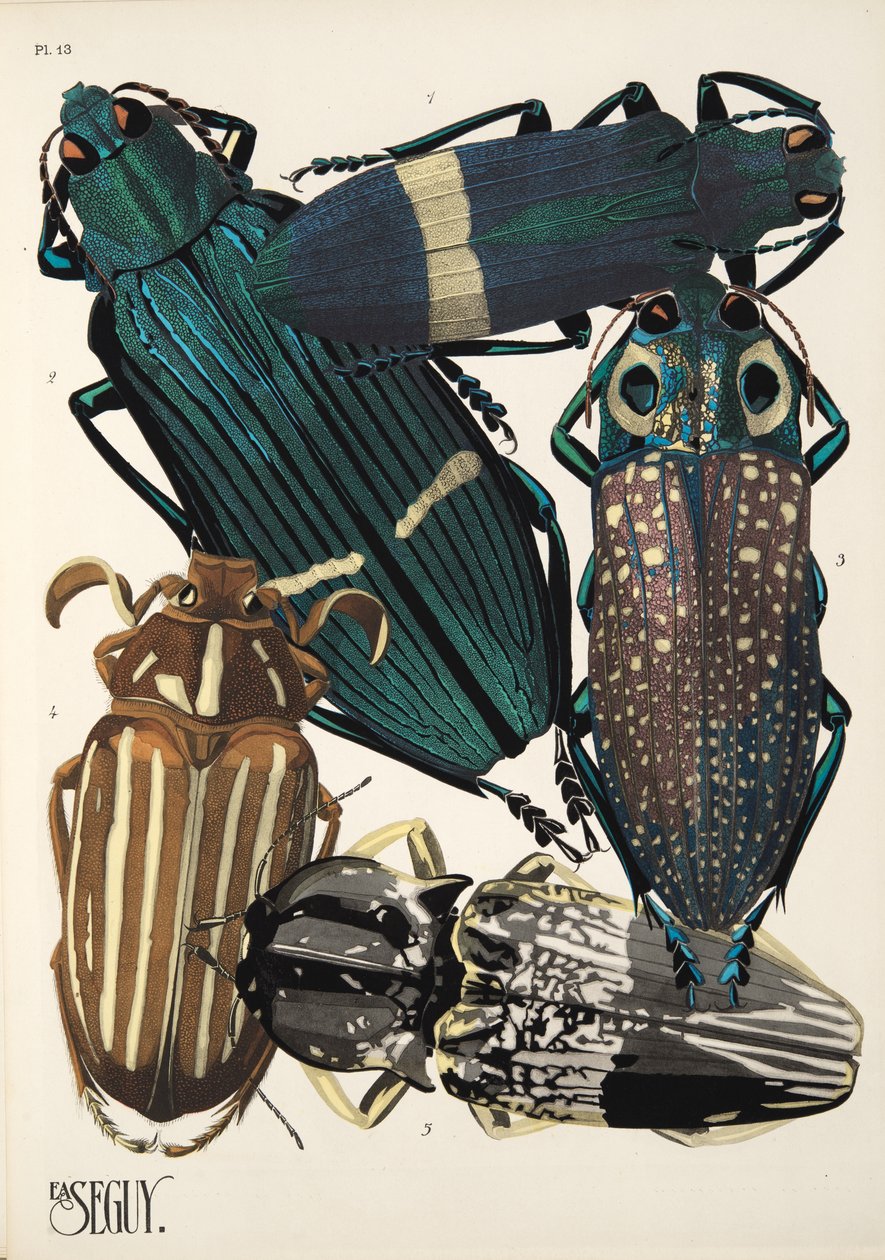 Plaat 13 uit Insectes, uitgegeven in de jaren 1930 door Émile Allain Séguy
