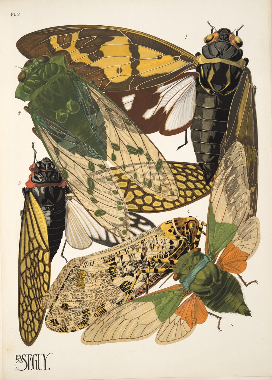 Plaat 2 uit Insectes, uitgegeven jaren 1930 door Émile Allain Séguy