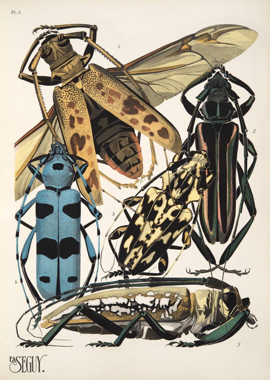 Plaat 3 uit Insectes, uitgegeven in de jaren 1930 door Émile Allain Séguy
