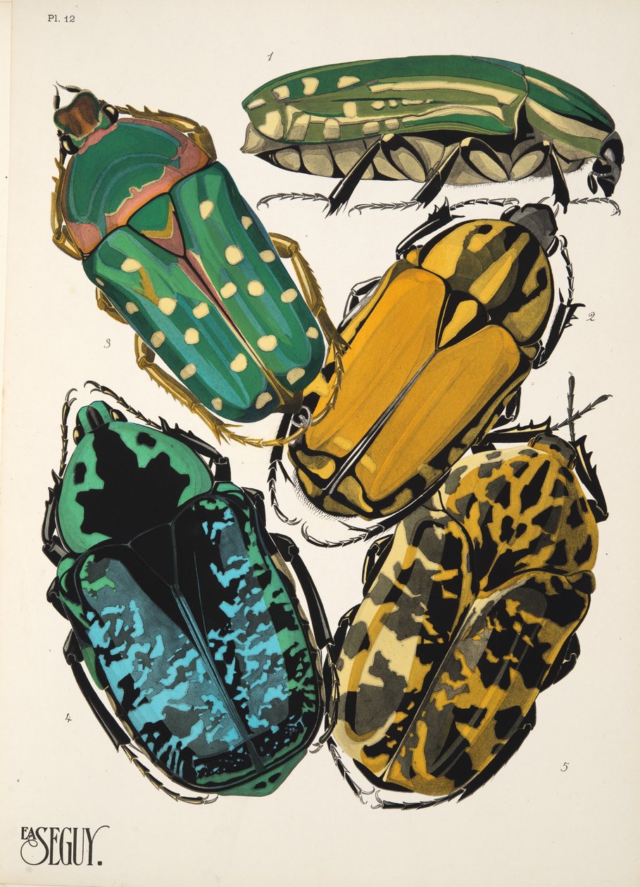 Plaat 12 uit Insectes, uitgegeven in de jaren 1930 door Émile Allain Séguy