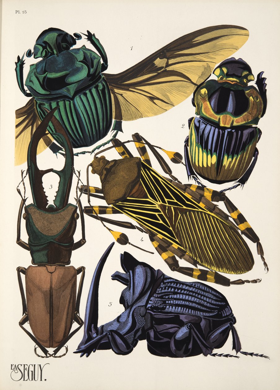 Plaat 15 uit Insectes, pub. 1930