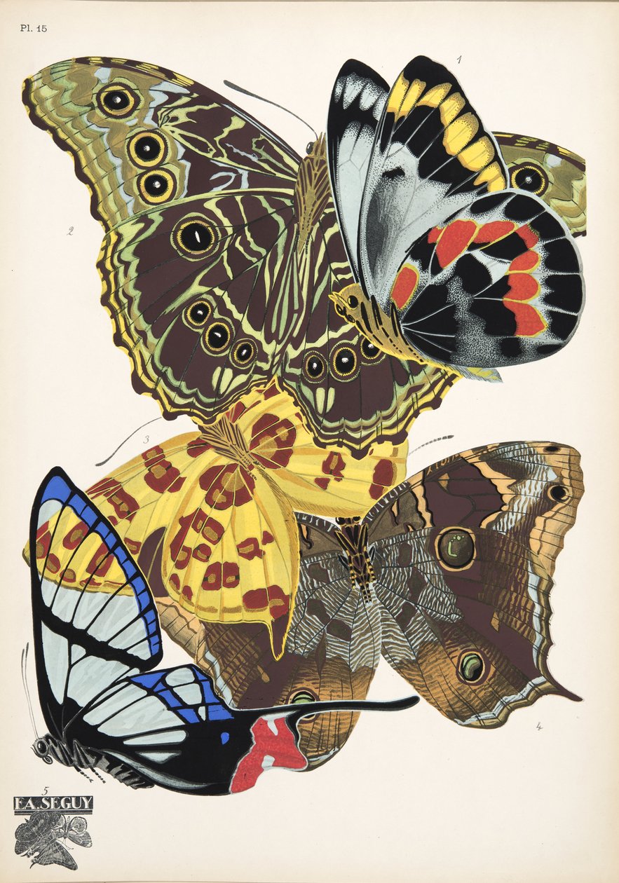 Plaat 15, uit Papillons, uitgegeven in 1925 door Émile Allain Séguy