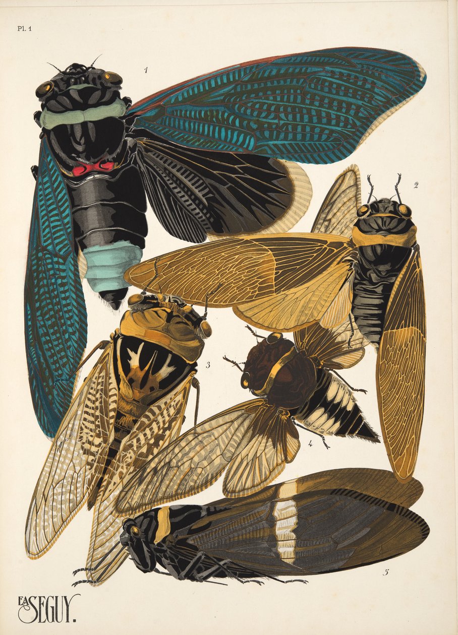 Plaat 1 uit Insectes, pub. 1930