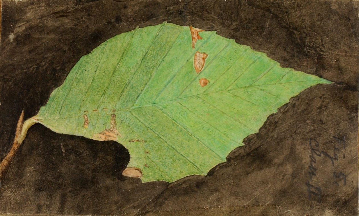 Kleine gevlekte strandrandrups, studie voor boek Concealing Coloration in the Animal Kingdom door Emma Beach Thayer