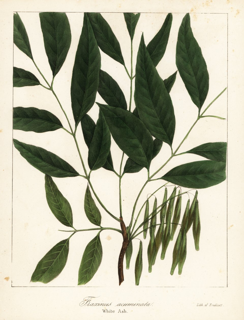 Amerikaanse es, Fraxinus americana door Endicott Endicott