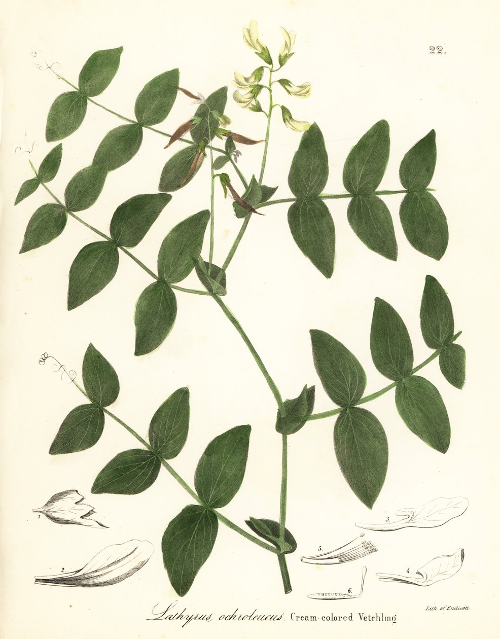 Crème erwten of crèmekleurige wikke, Lathyrus ochroleucus door Endicott Endicott