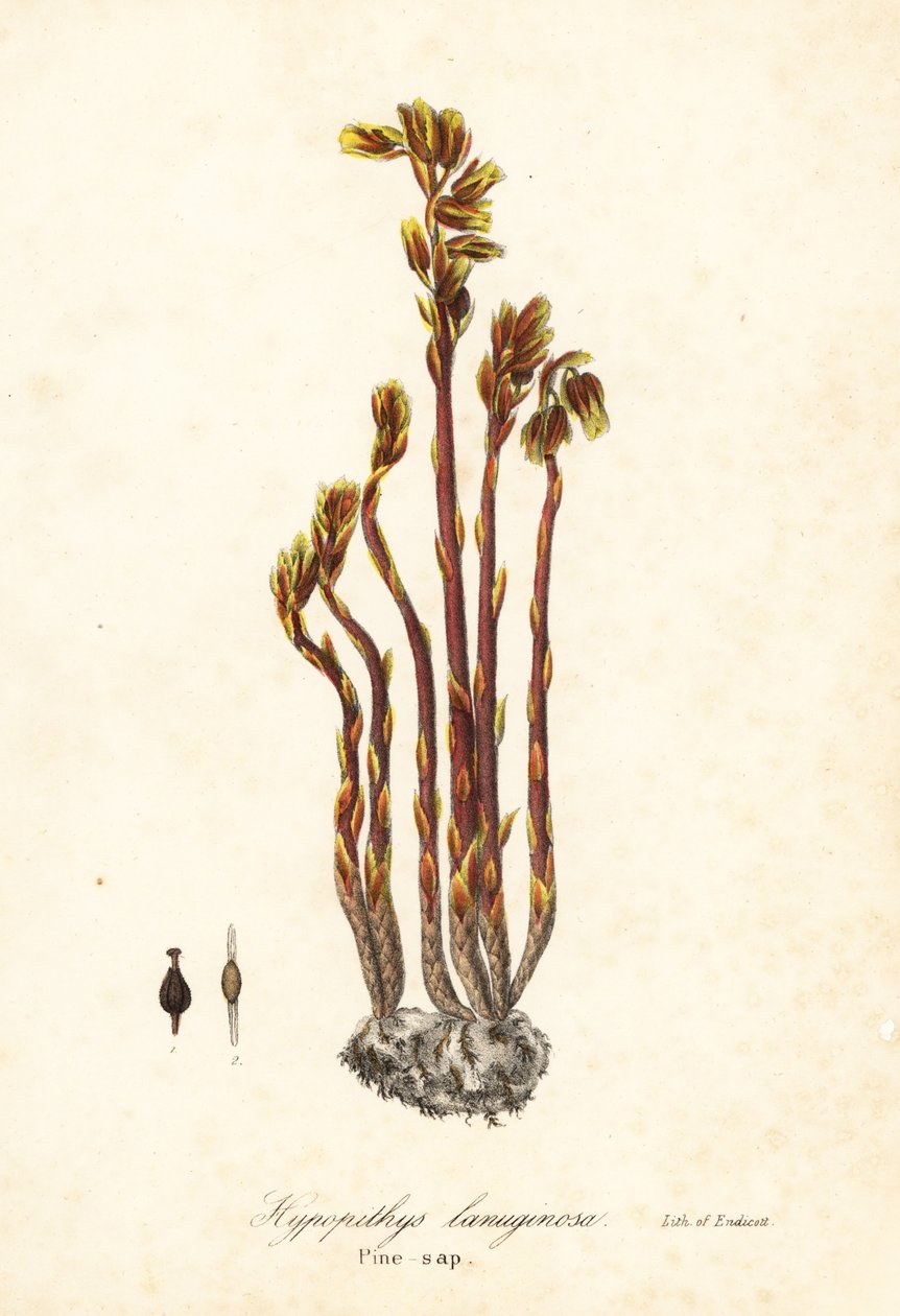 Pijpbloem, valse beukendruppels, dennenappels of gele vogelnest, Monotropa hypopitys door Endicott Endicott