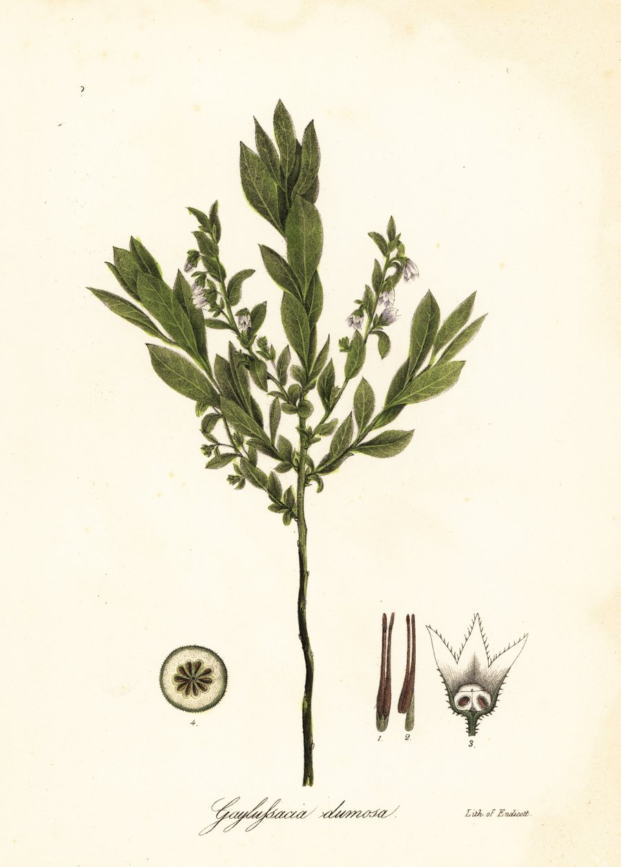 Dwergbosbes, struikbosbes of gopherbes, Gaylussacia dumosa door Endicott Endicott