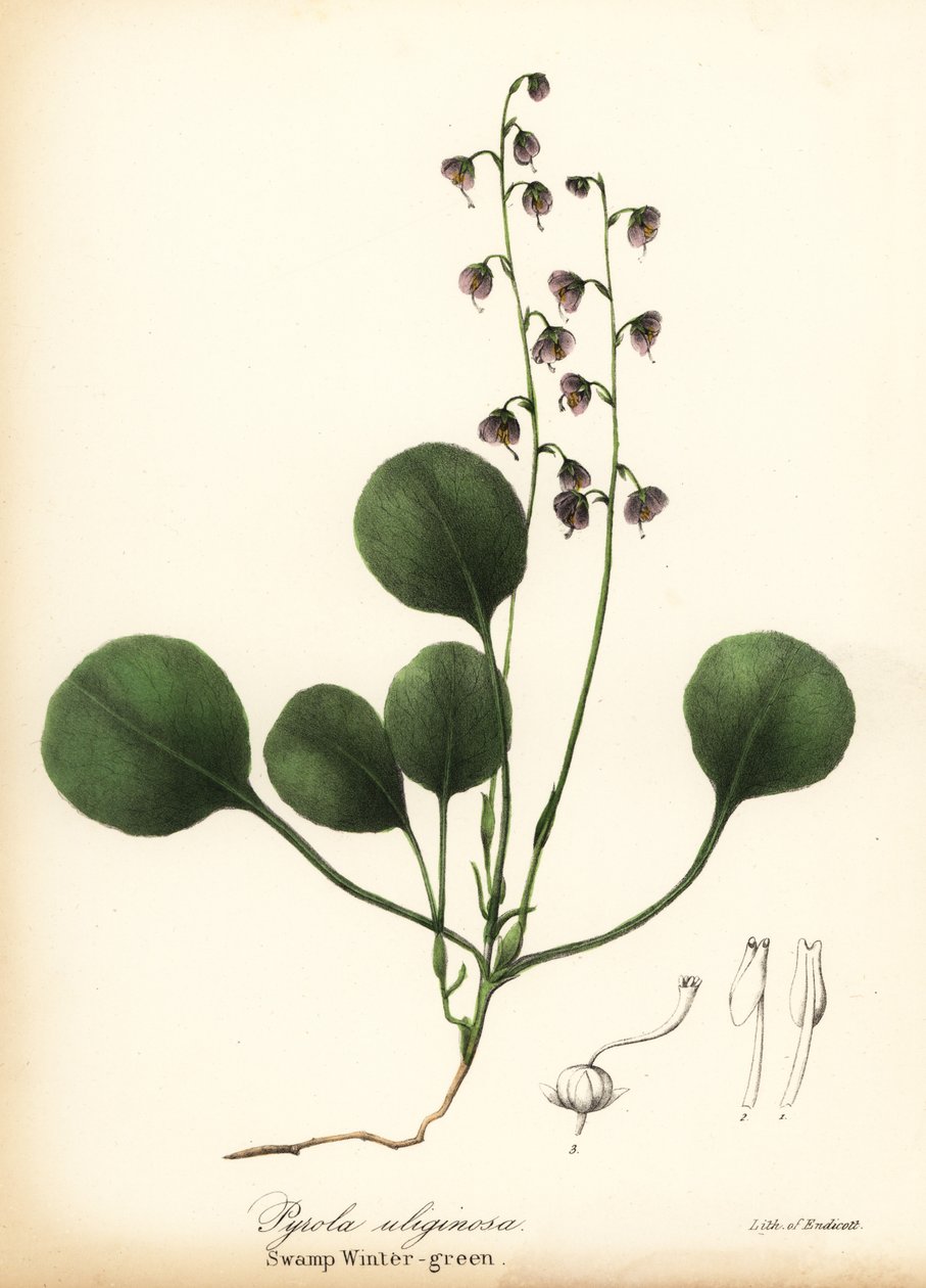 Leverblad wintergroen, moeraswintergroen of roze wintergroen, Pyrola asarifolia door Endicott Endicott