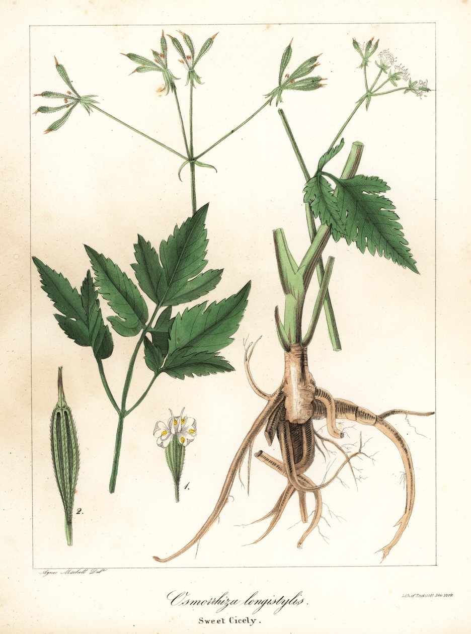 Langgestijlde zoethout, langgestijlde zoetwortel of zoethout, Osmorhiza longistylis door Endicott Endicott