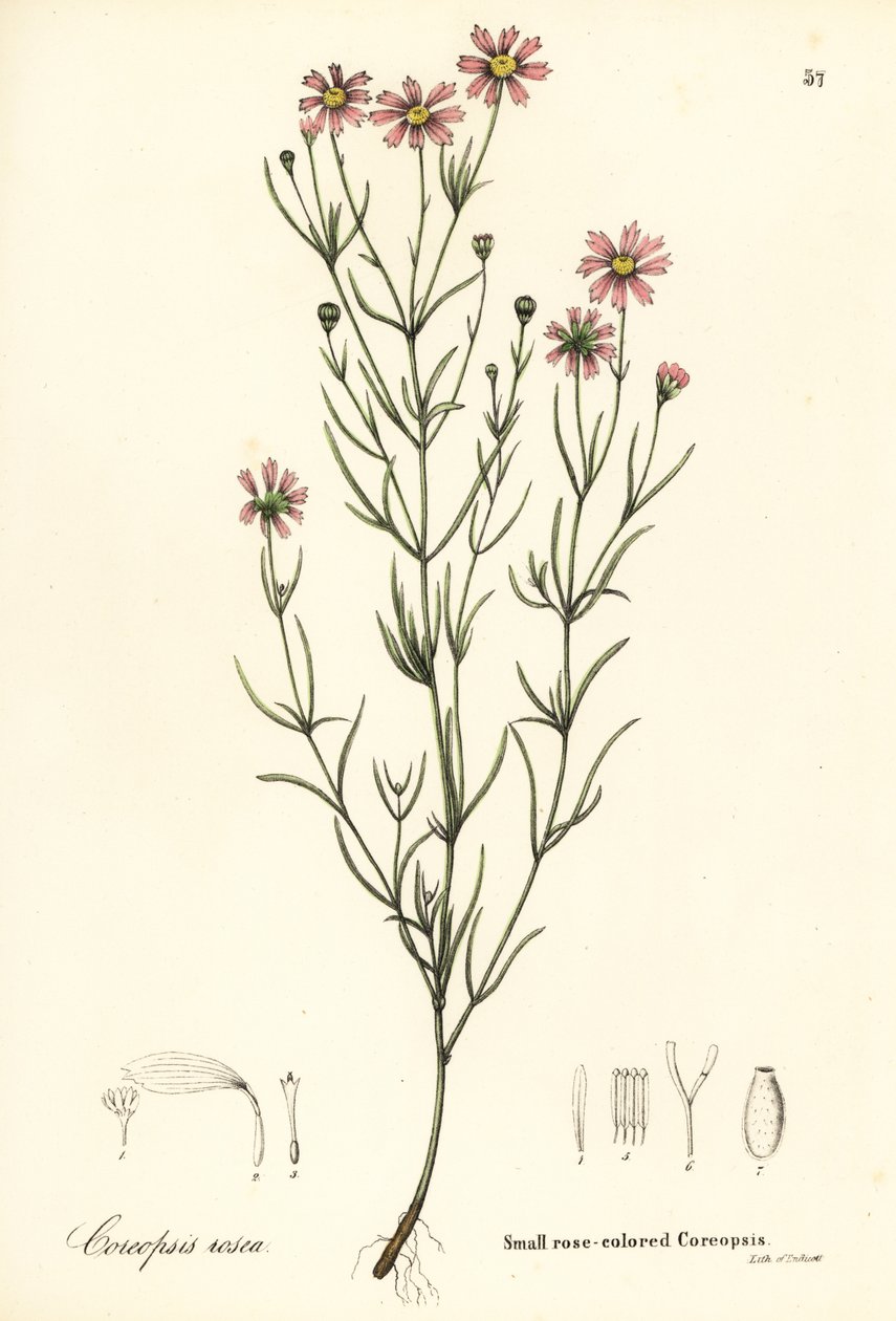 Kleine roze coreopsis, Coreopsis rosea door Endicott Endicott