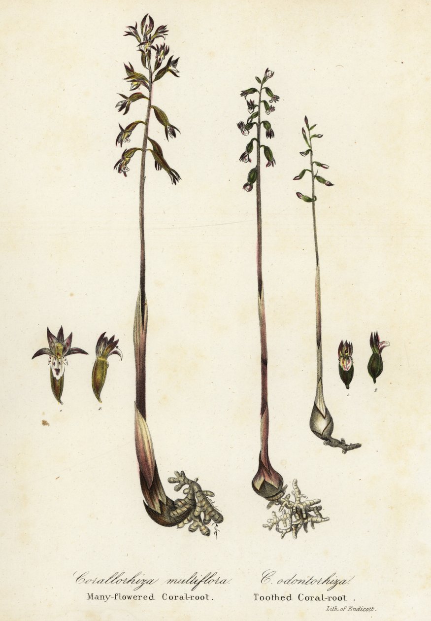 Gevlekte koraalwortel, Corallorhiza maculata, en herfst koraalwortel, Corallorhiza odontorhiza (Veelbloemige koraalwortel, Corallorhiza multiflora, en getande koraalwortel) door Endicott Endicott