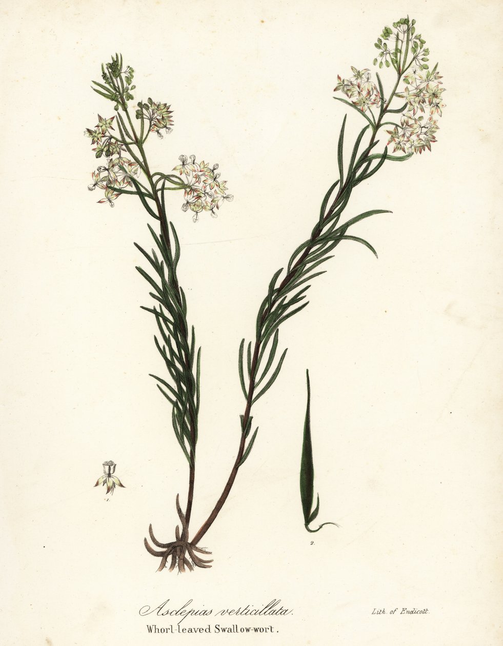 Gekrulde zijdeplant, oostelijke gekrulde zijdeplant, paardenstaart zijdeplant of kransbladige zwaluwwortel, Asclepias verticillata door Endicott Endicott