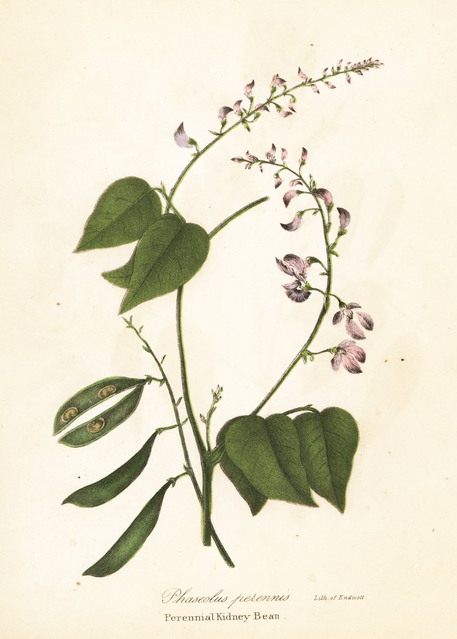 Wilde nierboon, Phaseolus polystachios door Endicott Endicott