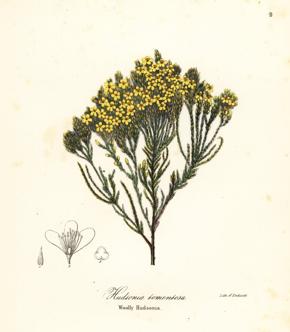 Wollige strandheide, strandheide, zandheide of wollige hudsonia, Hudsonia tomentosa door Endicott Endicott