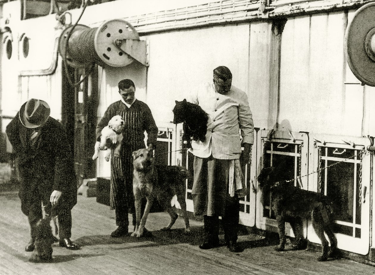 Honden verzorgd door bemanningsleden van de Titanic, 1912 door English Photographer