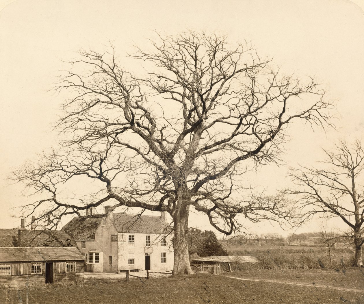 Eik (in de winter) Friars Oak, Clayton, Sussex, 1860 door English Photographer