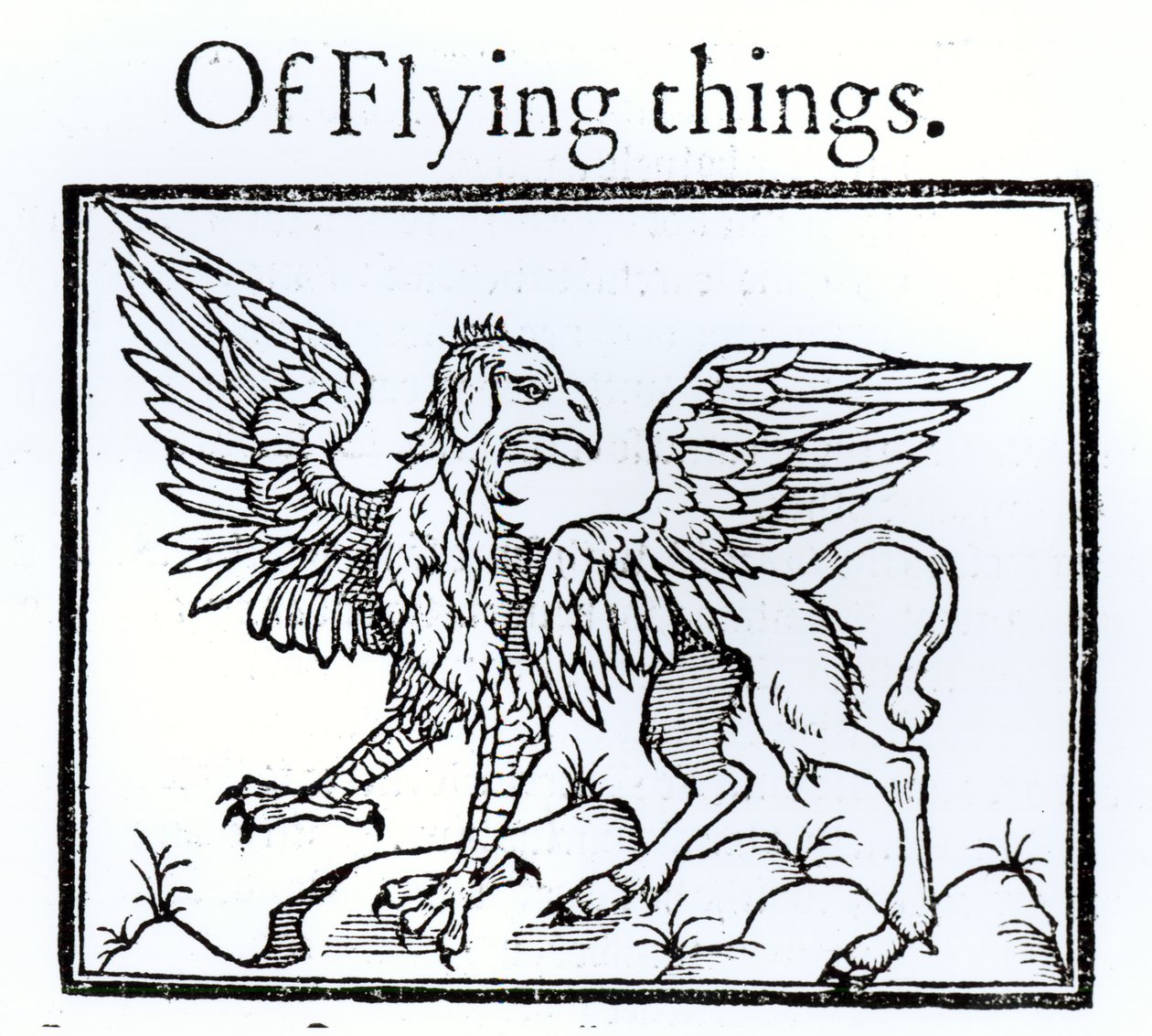 Een griffioen door English School