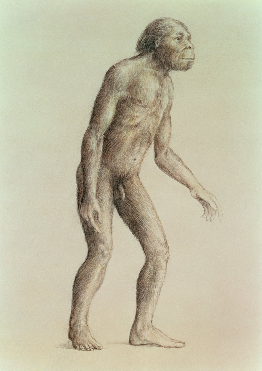 Australopithecus Africanus door English School