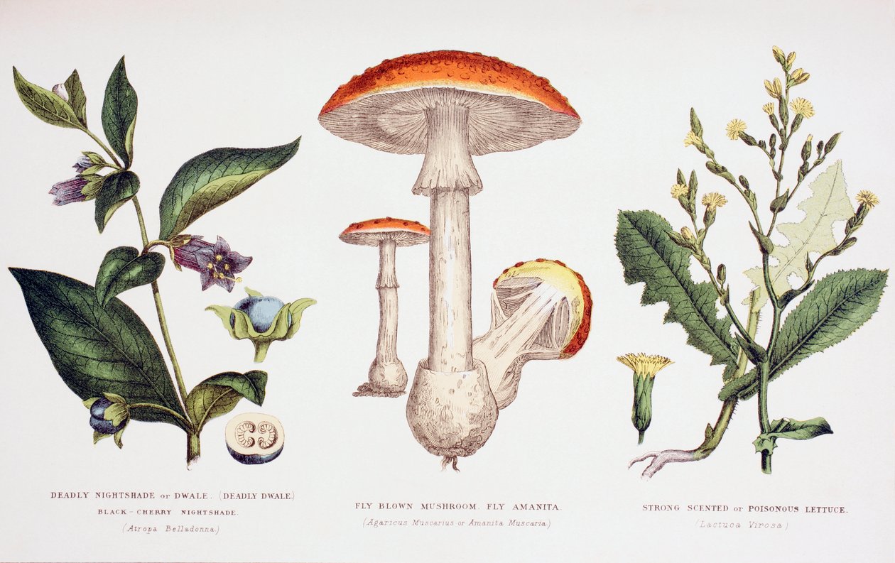 Veelvoorkomende giftige planten, ca. 1890 door English School