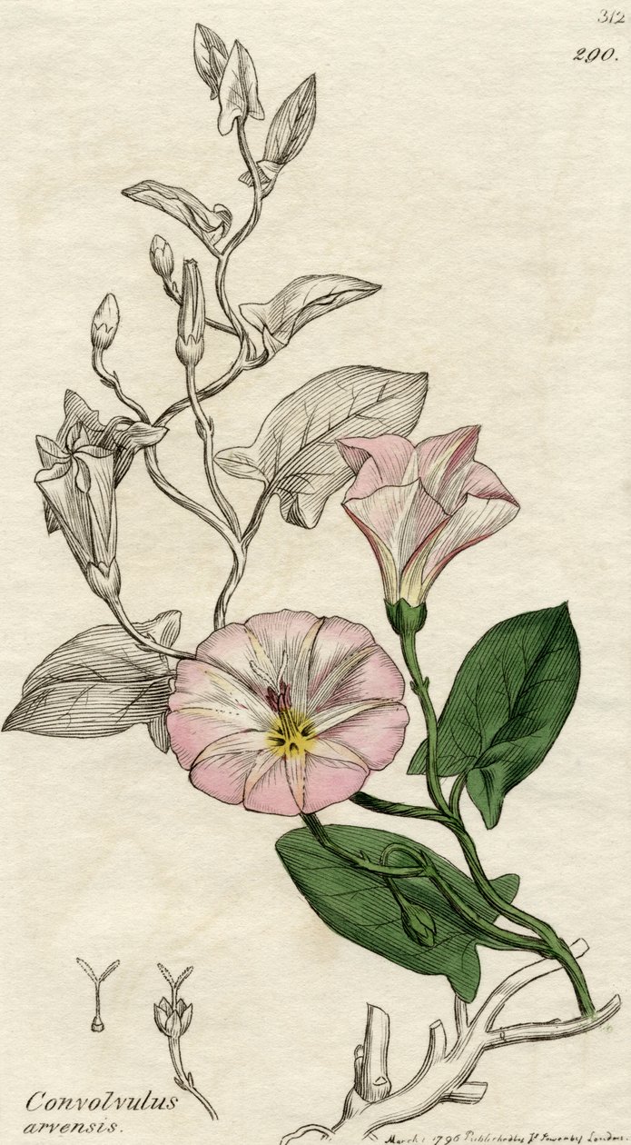 Convolvulus Arvensis, gepubliceerd in Londen 1796 door English School