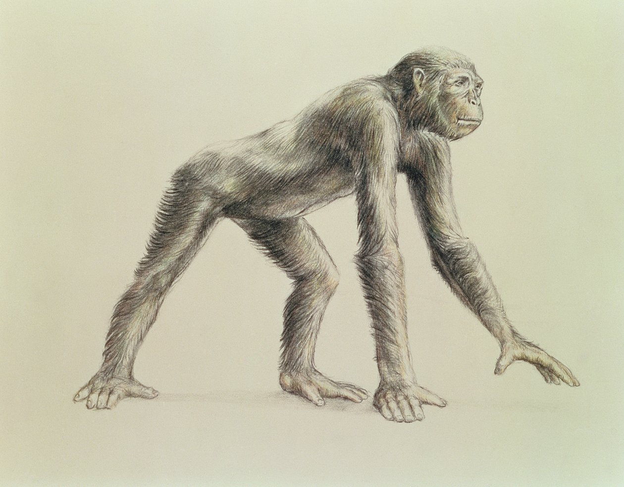 Dryopithecus Africanus door English School