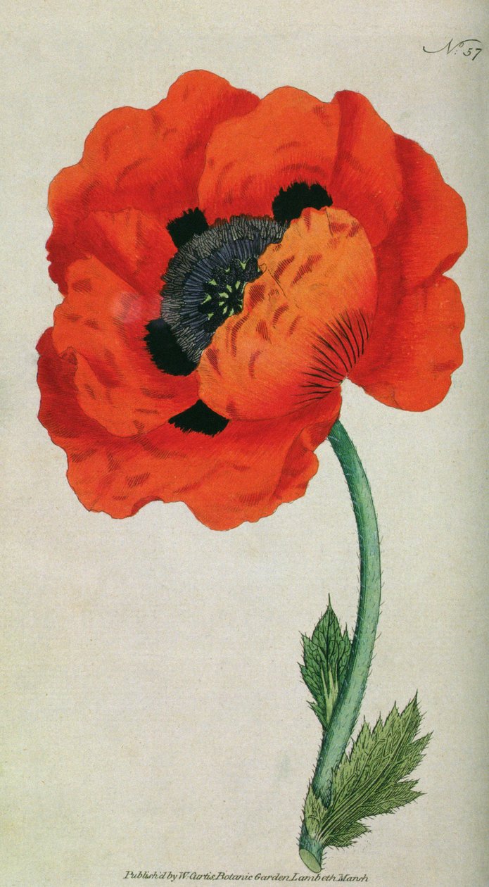 Oosterse papaver (Papaver orientale), plaat 57 uit William Curtis The Botanical Magazine (of Flower Garden Displayed), pub. 1787 door English School