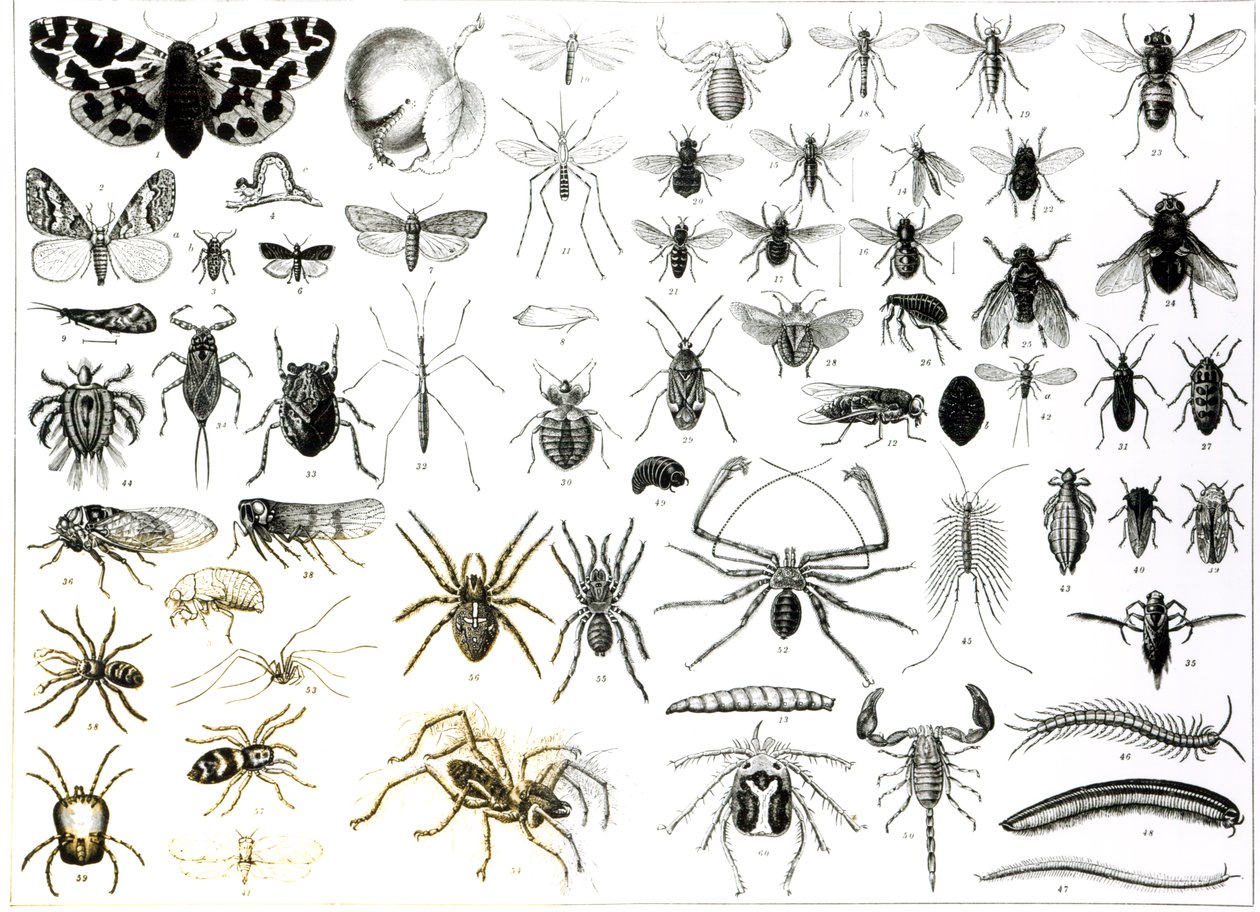 Entomologie, Myriapoda en Arachnida door English School